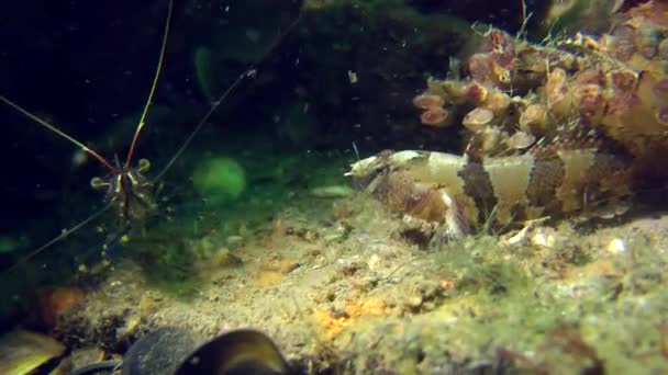 Schlauchgrundel und Garnelen auf einem Felsen. — Stockvideo