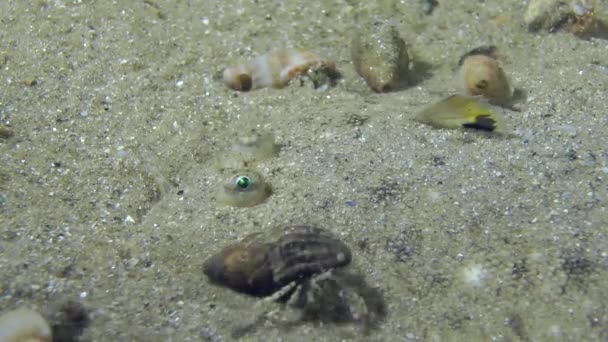 Semelle de sable couchée sur un fond sablonneux . — Video