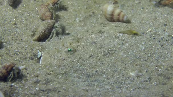 Positie op de zanderige bodem van zand tong wijzigen. — Stockvideo