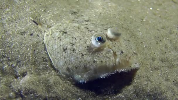 Semelle de sable couchée sur un fond sablonneux . — Video