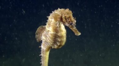 Deniz atı yavaş yavaş su sütundan altına indirdi.