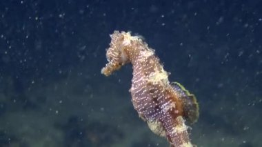 Denizatı yavaş yavaş su sütundan altına indirdi.