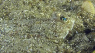 Avrupa dil balığı portresi.