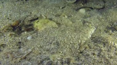 Avrupa dil balığı kendisi kumlu toprağa gömer.