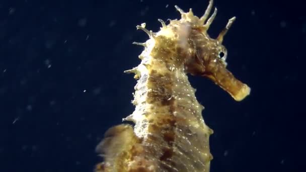 Hiippocampus gleitet langsam in die Wassersäule. — Stockvideo