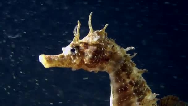 Portrait of Seahorse. — Stock Video