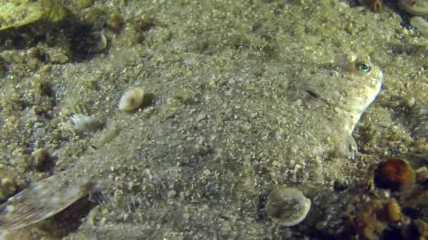 European flounder buries itself in sandy ground. — Stock Video