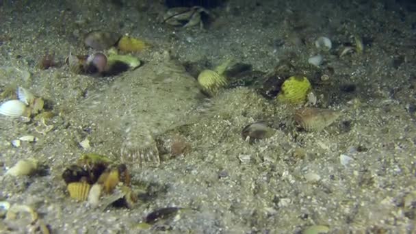 欧洲川鲽改变位置在沙滩的底部. — 图库视频影像