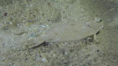 Avrupa dil balığı, yavaş yavaş uzak çerçeve yüzüyor.