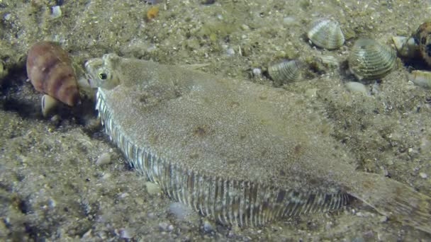 European flounder slowly swims away from the frame. — Stock Video