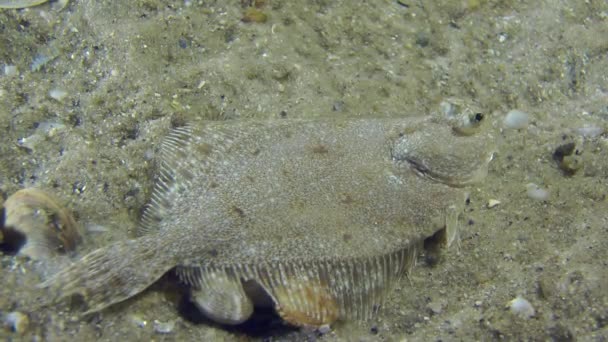 Eropa flounder terletak di bagian bawah . — Stok Video