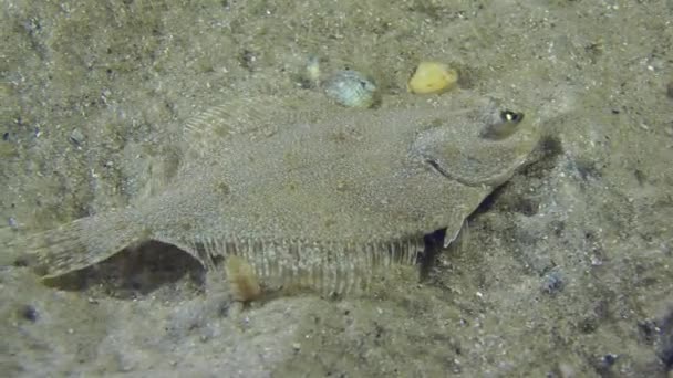 European flounder lies on the bottom vibrating by fins. — Stock Video