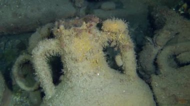 Deniz dibinin üzerinde antik Yunan Amfora.