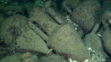 Deniz dibinin üzerinde antik Yunan amphora.