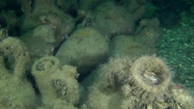 Deniz dibinin üzerinde antik Yunan amphora.