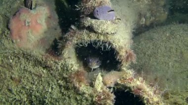 Deniz balık kıyıya rockling antik Yunan amphora içinde.