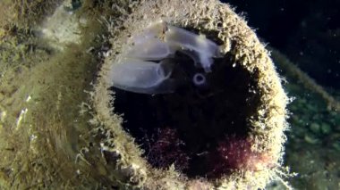 Antik Yunan amphora deniz ascidian.