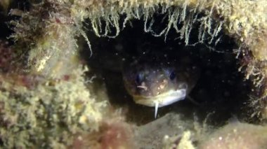 Deniz balık kıyıya rockling antik Yunan amphora içinde.