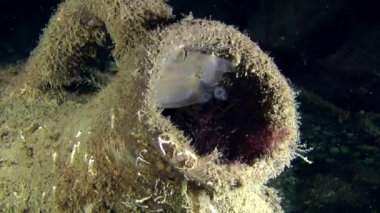 Antik Yunan amphora deniz ascidian.