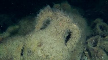 Deniz dibinin üzerinde antik Yunan amphora.