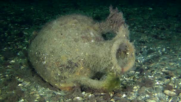 Anfora greca antica sul fondo del mare . — Video Stock