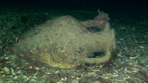 Anfora greca antica sul fondo del mare . — Video Stock