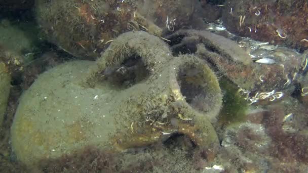 Anfora greca antica sul fondo del mare . — Video Stock