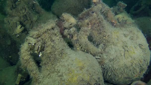 Antike griechische Amphoren auf dem Meeresboden. — Stockvideo