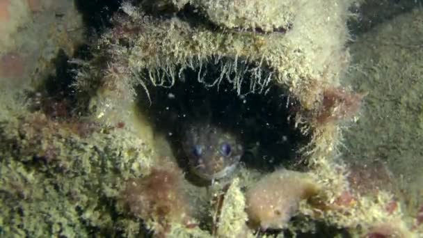 Peces de mar Orillas rocosas en las ánforas griegas antiguas . — Vídeos de Stock