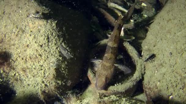 Knout goby among the ancient Greek amphorae. — Stock Video