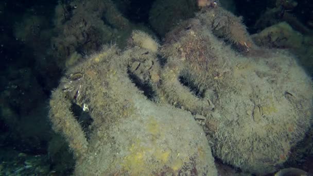 Ánforas griegas antiguas en el fondo del mar . — Vídeos de Stock