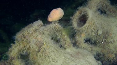Deniz dibinin üzerinde antik Yunan amphora.