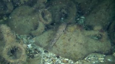 Antik Yunan amphoralar arasında Rus kamçısı kaya balığı.