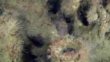 Deniz balığı Rus kamçısı kayabalığı antik Yunan amphoralar arasında.