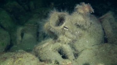 Deniz dibinin üzerinde antik Yunan amphora.