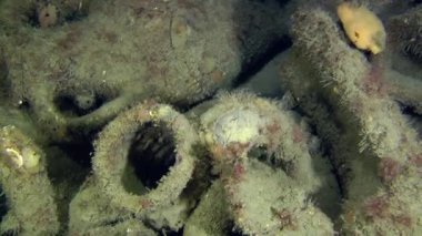 Deniz dibinin üzerinde antik Yunan amphora.