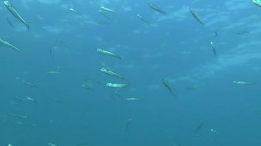 Bir sürü büyük ölçekli kum (Atherina boyeri kokuyordu).