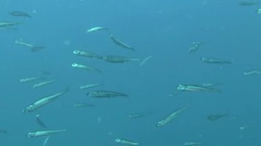 Bir sürü büyük ölçekli kum (Atherina boyeri kokuyordu).