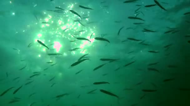 A flock of Big-scale sand smelt (Atherina boyeri). — Stock Video