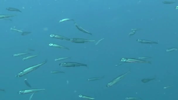 A flock of Big-scale sand smelt (Atherina boyeri). — Stock Video