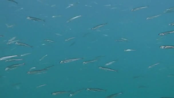 Un troupeau d'éperlan de sable à grande échelle (Atherina boyeri ). — Video