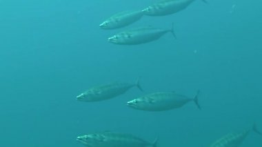 Bir sürü Atlantik palamut (Sarda sarda).
