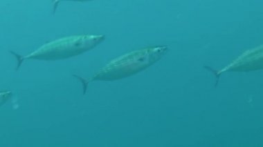 Bir sürü Atlantik palamut (Sarda sarda).