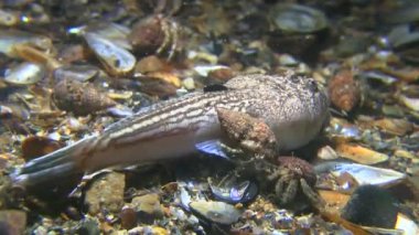 Atlantik stargazer (Uranoscopus scaber) pavurya tarafından rahatsız.