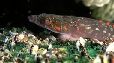 Connemarra clingfish (Lepadogaster candollii).