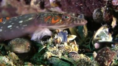 Connemarra clingfish (Lepadogaster candollii).