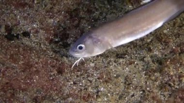 Deniz balıkları Cuskeel (Ophidion rochei).