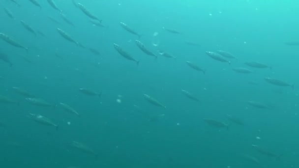 Un rebaño de bonito atlántico (Sarda sarda ). — Vídeos de Stock