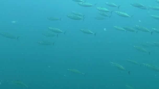 Un rebaño de bonito atlántico (Sarda sarda ). — Vídeos de Stock