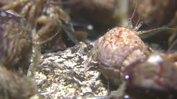 Cangrejo ermitaño y mirador atlántico (Uranoscopus scaber ). — Vídeo de stock